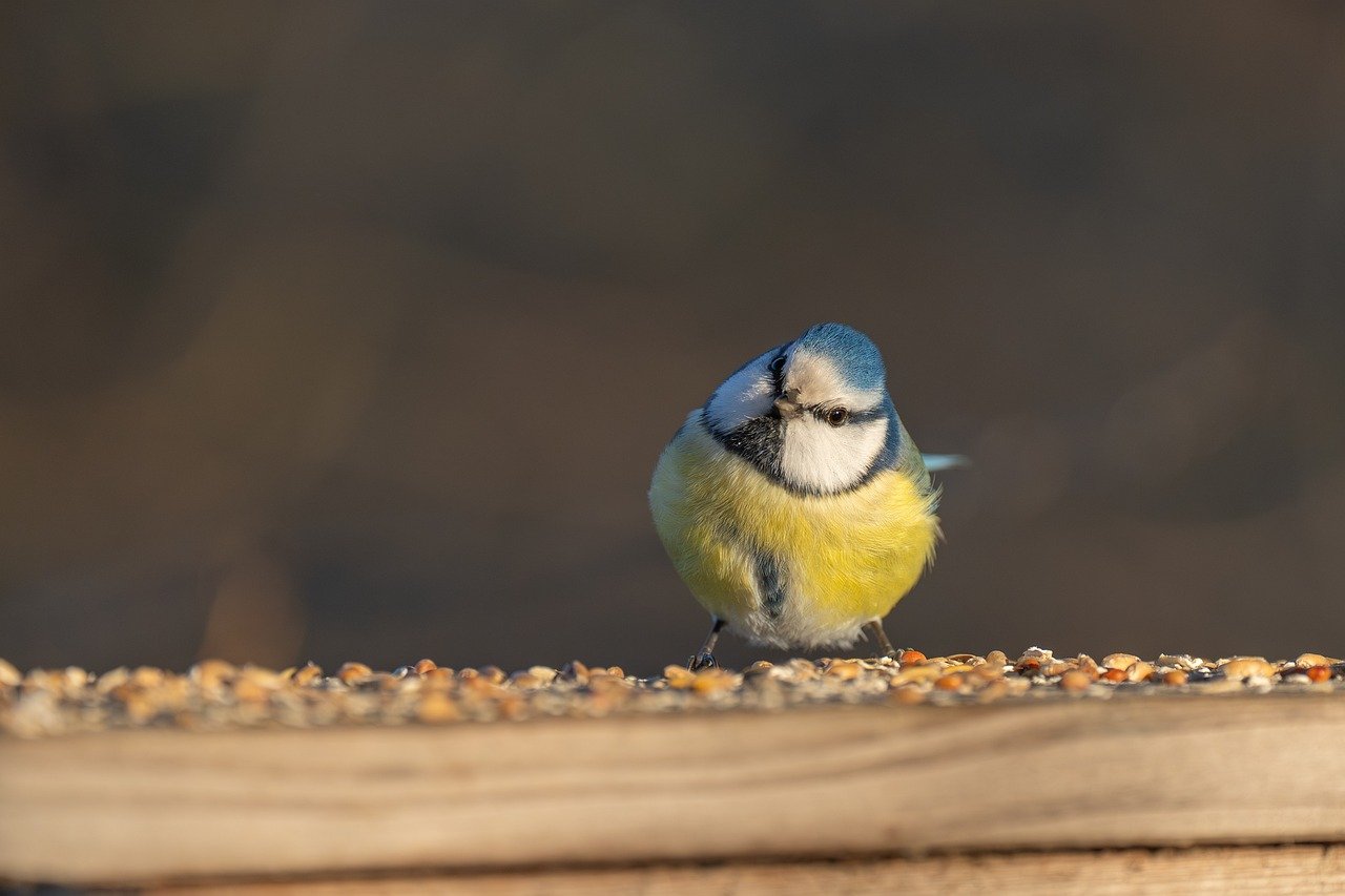 tit, blue tit, bird-8523052.jpg